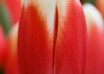 Tulipa Roman Empire ® (4)